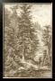 Sepia Noble Fir by Ernst Heyn Limited Edition Pricing Art Print