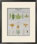 Plants And Leaves Teaching Chart by Deyrolle Limited Edition Print