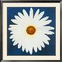 Daisy, December 3Rd, 2004 by Claire Davies Limited Edition Pricing Art Print