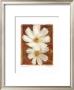 Cosmos On Red Ii by Amy Melious Limited Edition Print