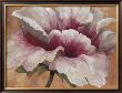 Pink Begonia by Maria Torrontegui Limited Edition Print