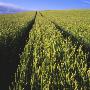 Rut On Wheat Field by Bengt-Goran Carlsson Limited Edition Print