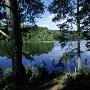 Trees By A Lake,Eldmarjan,Hunneberg In Vastragotaland Sweden by Ove Eriksson Limited Edition Print