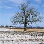Bare Tree In A Field by Ove Eriksson Limited Edition Print