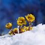 Coltsfoot In Snow by Ove Eriksson Limited Edition Print