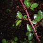 Close-Up Of A Rose Plant by Mikael Andersson Limited Edition Print