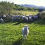 Flock Of Sheep In A Field by Jorgen Larsson Limited Edition Print