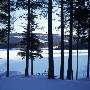 Trees In A Snow Covered Landscape by Helene Toresdotter Limited Edition Print