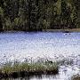 Red-Throated Diver Brooding, Finland by Kalervo Ojutkangas Limited Edition Print