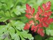 Geranium Leaves by Aida Ricciardiello Caballero Limited Edition Print