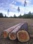 Three Logs In A Field by Bjorn Alander Limited Edition Print
