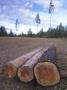 Three Logs In A Field by Bjorn Alander Limited Edition Print