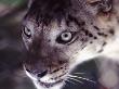 Snow Leopard, Close-Up by Bjorn Wiklander Limited Edition Print
