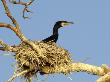 A Bird On A Look Out In A Nest by Berndt-Joel Gunnarsson Limited Edition Pricing Art Print