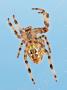 Spider In His Web Against A Blue Sky by Devy Masselink Limited Edition Pricing Art Print