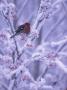 A Pine Grosbeak In A Tree In Winter by Hannu Hautala Limited Edition Print
