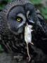 An Owl With A Dead Mouse In Its Beak by Jorgen Larsson Limited Edition Print
