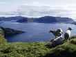 Three Sheep On A Grassy Hill, Norway by Lars Dahlstrom Limited Edition Print