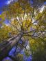 Low Angle View Of A Tree by Leif Milling Limited Edition Print
