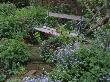 Cottage Style Planting - Wooden Bench With Euphorbia And Forget-Me-Nots, Designer Lisette Pleasance by Clive Nichols Limited Edition Print