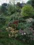 Dunge Valley Hidden Gardens, Cheshire - Rhododendrons In The Woodland With House In The Background by Clive Nichols Limited Edition Print