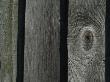 Backgrounds - Close-Up Detail Of Close-Boarded Fence Panel With Knot In Timber by Natalie Tepper Limited Edition Print
