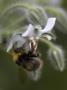 Flower Details - Borage-Borago Officinalis And Bee by Richard Bryant Limited Edition Pricing Art Print