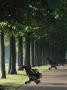Tree Lined Avenue, Greenwich Park, London, Landscaped By Andre Le Notre For Charles Ii by Richard Turpin Limited Edition Print