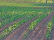 Field Of Corn In Morning Light, Oregon, Usa by Julie Eggers Limited Edition Pricing Art Print