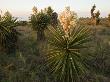 Yucca In Bloom, Laguna Madre, Texas, Usa by Larry Ditto Limited Edition Print