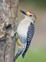 Golden-Fronted Woodpecker, Texas, Usa by Larry Ditto Limited Edition Print