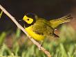 Hooded Warbler In South Padre Island, Texas, Usa by Larry Ditto Limited Edition Print