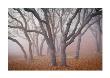 Pilot Road Trees by David Winston Limited Edition Print