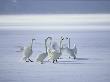 Whooper Swans Vocalize On Frozen Lake Kussharo by Tim Laman Limited Edition Print