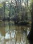 Cypress Swamp, With Curving Trees Reflected In Muddy Water by Stephen Sharnoff Limited Edition Print