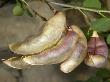 Seedpods Of Colutea Arborescens, Le Baguenaudier, Or Bladder Senna by Stephen Sharnoff Limited Edition Print