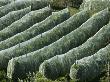 Rows Of Apple Trees Covered With Netting In Provence, France by Stephen Sharnoff Limited Edition Print