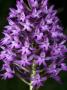 Anacamptis Pyramidalis, The Pyramid Orchid by Stephen Sharnoff Limited Edition Print