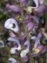Flowers Of Salvia Sclarea, Le Sauge Sclare Rose, Or Clary Sage by Stephen Sharnoff Limited Edition Print