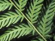 Close-Up Of Giant Chain Fern, Woodwardia Fimbriata by Stephen Sharnoff Limited Edition Print