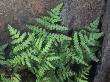 Fern, Pentagramma Triangularis, Or Goldback Fern, Against Rock by Stephen Sharnoff Limited Edition Print