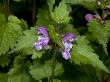 Lamium Maculatum, L'ortie Macule, Or Spotted Dead-Nettle by Stephen Sharnoff Limited Edition Print