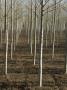 Rows Of Slender Trees (Poplars?) On A Tree Farm In France by Stephen Sharnoff Limited Edition Print