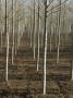 Rows Of Slender Trees (Poplars?) On A Tree Farm In France by Stephen Sharnoff Limited Edition Print