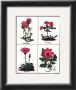 Pink Flowers by B. Maund Limited Edition Print