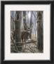 Woodland Sentry by Kevin Daniel Limited Edition Print