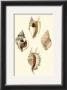 Strombus Shells by Lovell Reeve Limited Edition Pricing Art Print