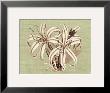 Regencé Lily I by Sarah E. Chilton Limited Edition Pricing Art Print