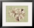 Regence Lily I by Sarah E. Chilton Limited Edition Print