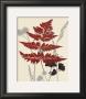 October Fern I by Bella Dos Santos Limited Edition Print